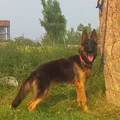 Belgium Shepherd female for sale age 4 month