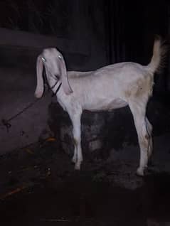 Rajanpuri path Bakri Female