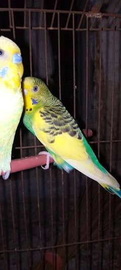 budgie/bujries/Australian/quantity