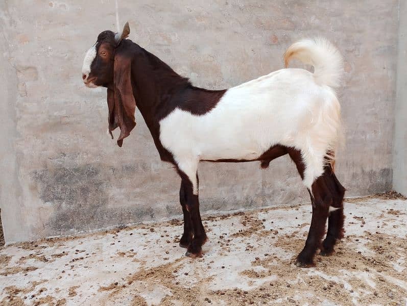 Pateri Bakra for sale 0