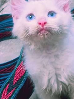 Blue Eye Kitten