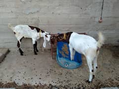 1 Male & 2 Female Goats