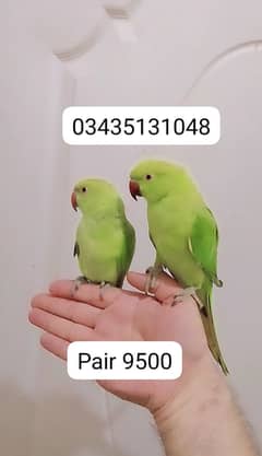 03435131048