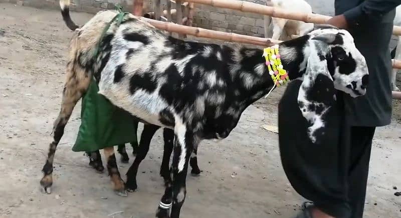 2 bacche wali Shera print Bakri for sale. 03277559164 1