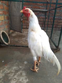 herra aseel pair for sale rawilpindi 03185799725