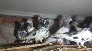 Lakhy taddi jaldar pigeons for sale.