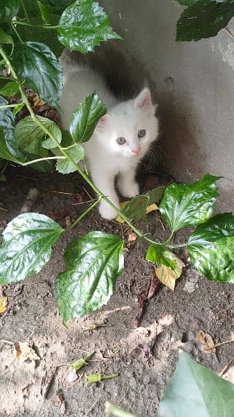 Persian triple coated kittens 1