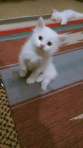 Persian triple coated kittens 5