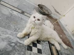 Pure pressian male cat for sale 0