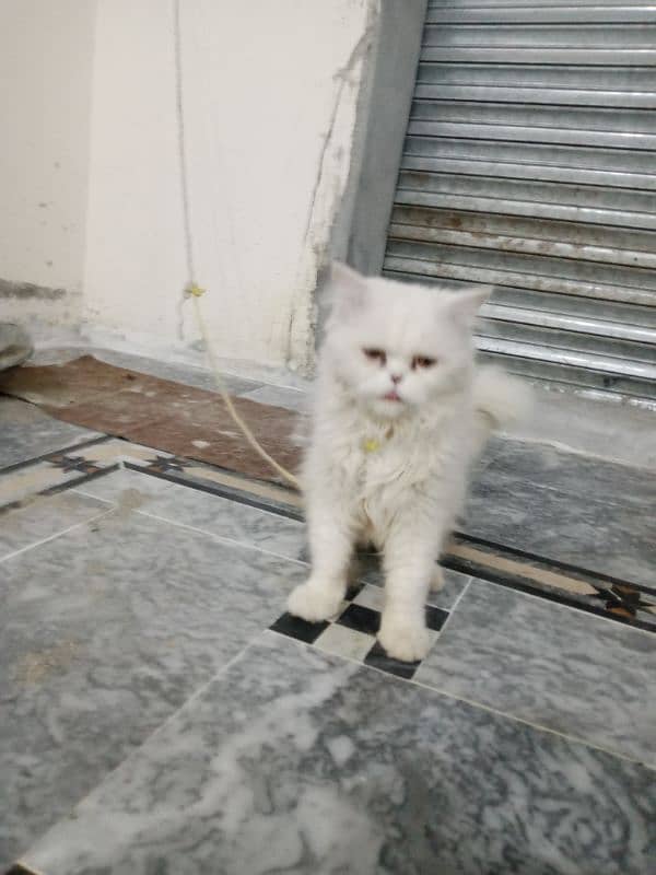 Pure pressian male cat for sale 1