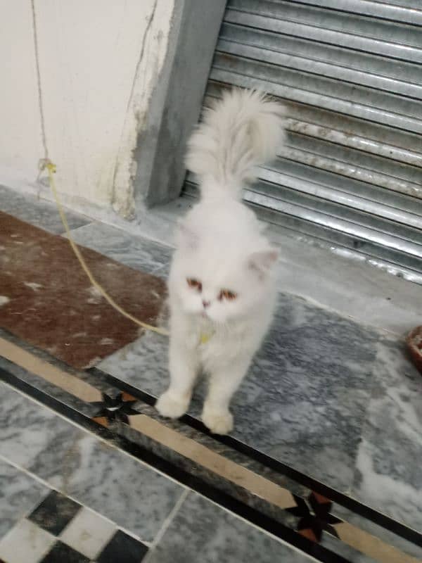 Pure pressian male cat for sale 2