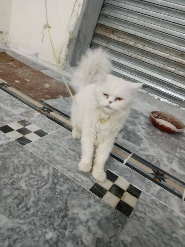 Pure pressian male cat for sale 3