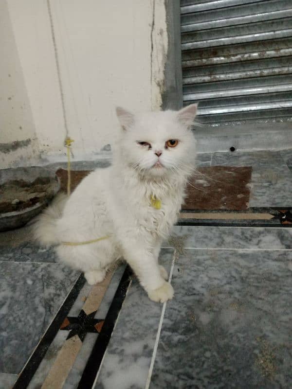 Pure pressian male cat for sale 4