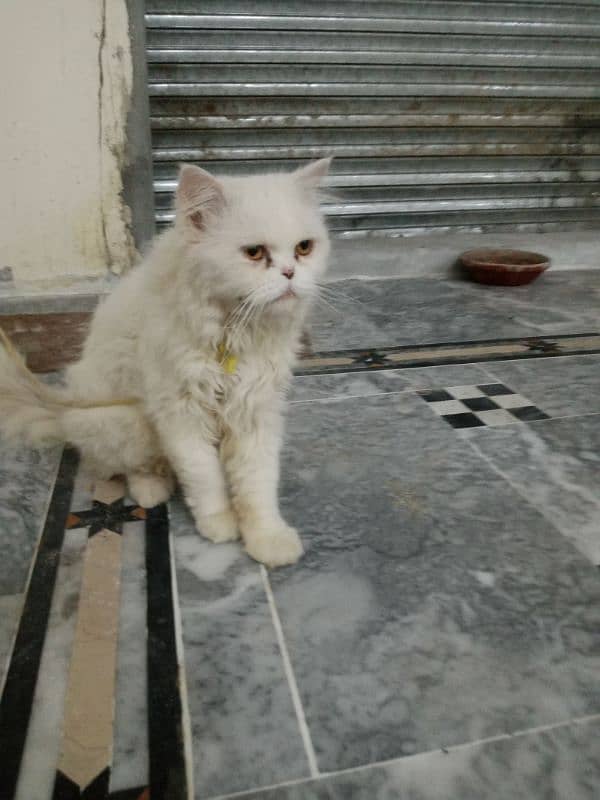 Pure pressian male cat for sale 5