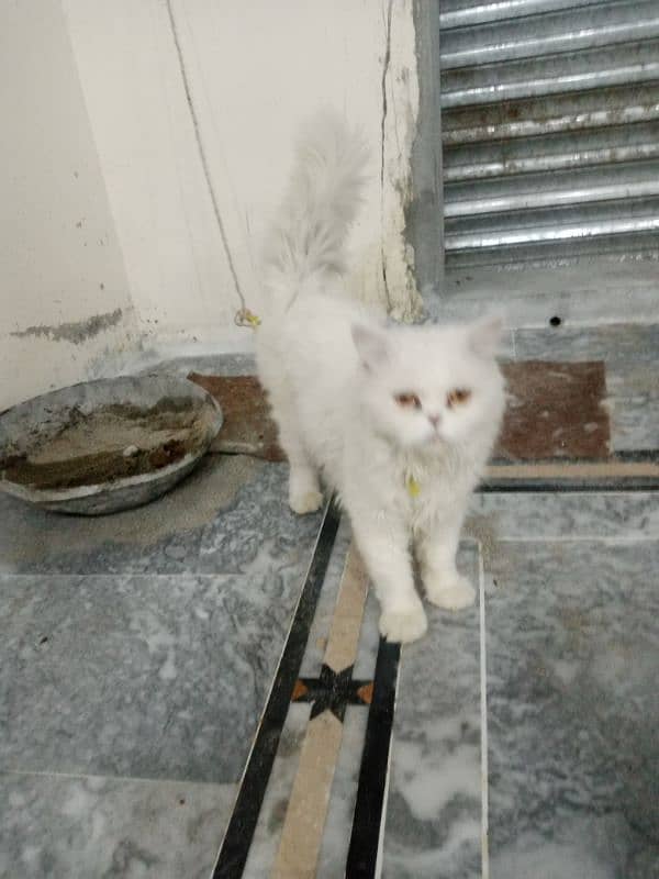 Pure pressian male cat for sale 6