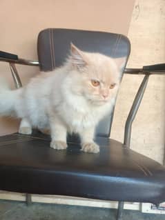 Persian cat (Half white) Double coat