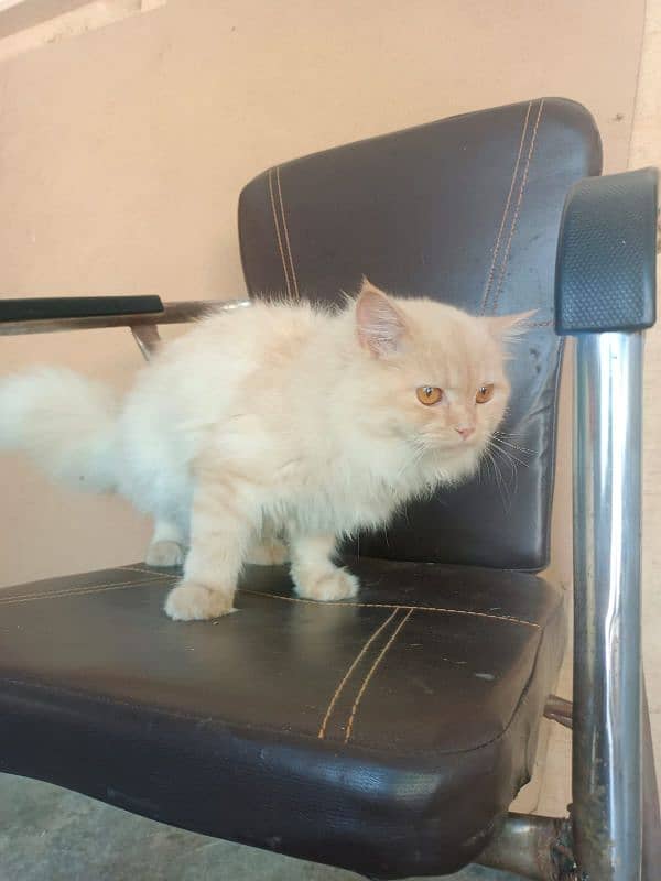 Persian cat (Half white) Double coat 2