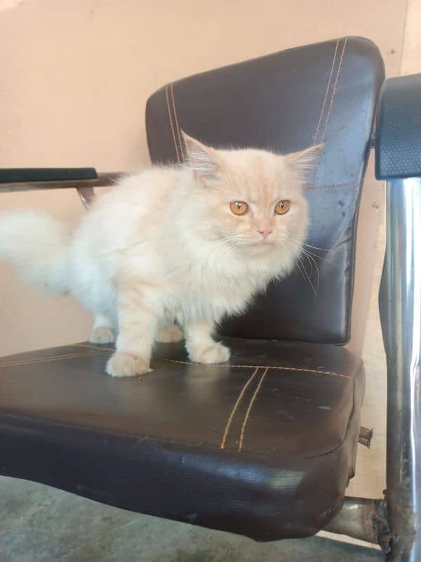 Persian cat (Half white) Double coat 3