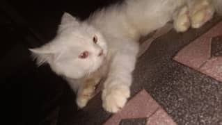 White persian cat my WhatsApp number 03247898043