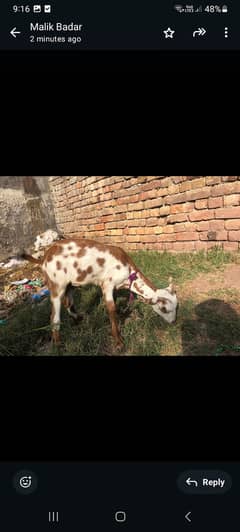 Home breed fency tedda urgent sale