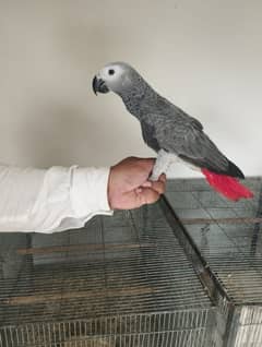 African gray sunconore cacatoo macaw ringneck yellow blue white gray