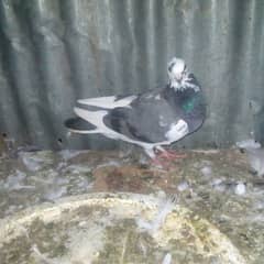 18 pigeons for sale