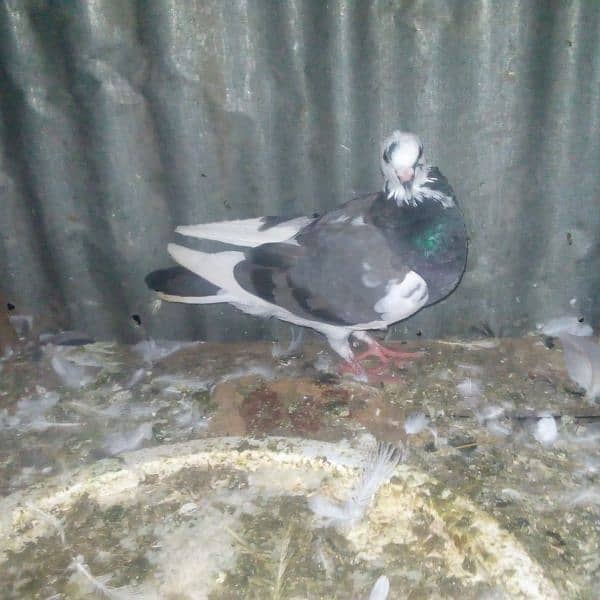 18 pigeons for sale 0