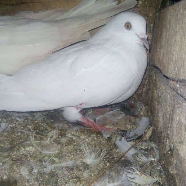 18 pigeons for sale 1