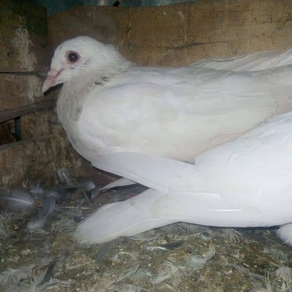 18 pigeons for sale 2