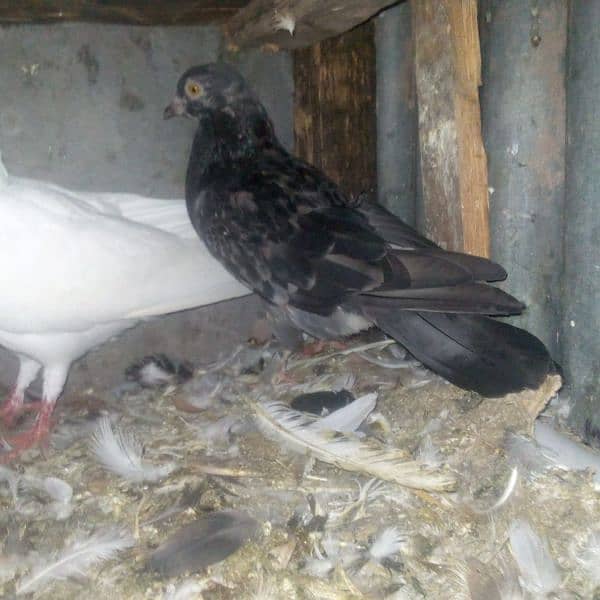 18 pigeons for sale 3