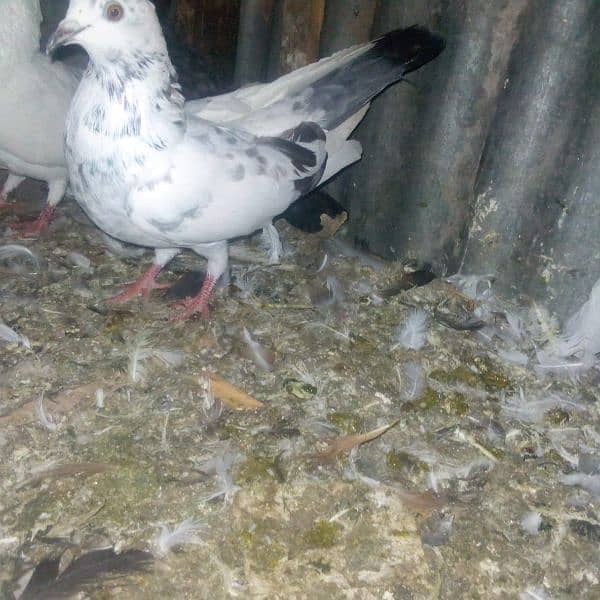 18 pigeons for sale 4