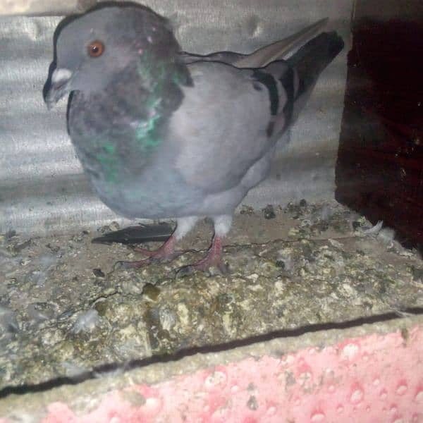 18 pigeons for sale 5