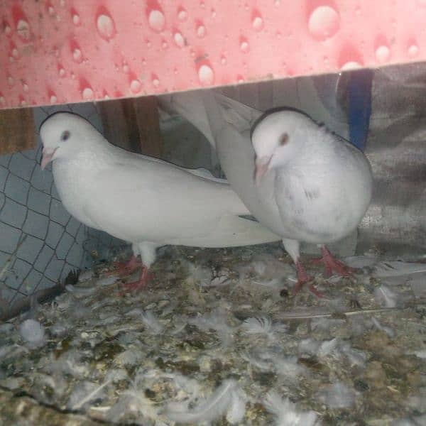 18 pigeons for sale 7