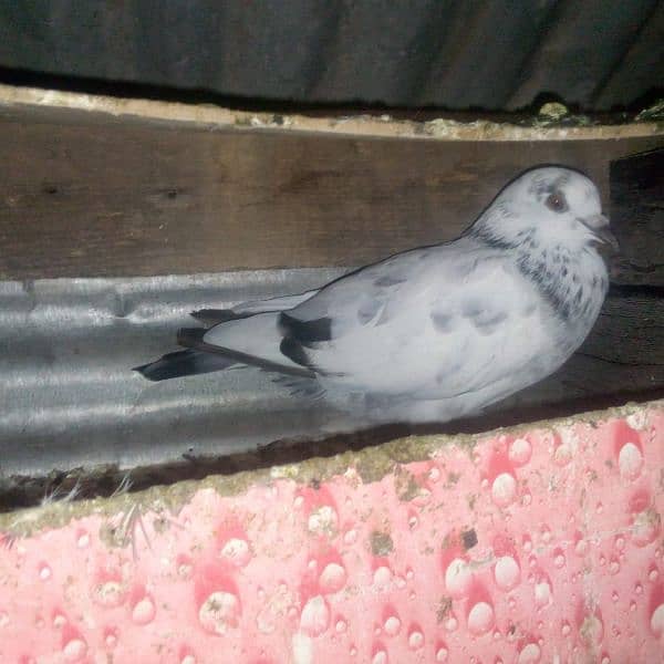 18 pigeons for sale 8