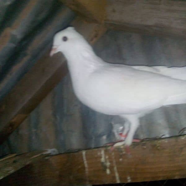 18 pigeons for sale 9