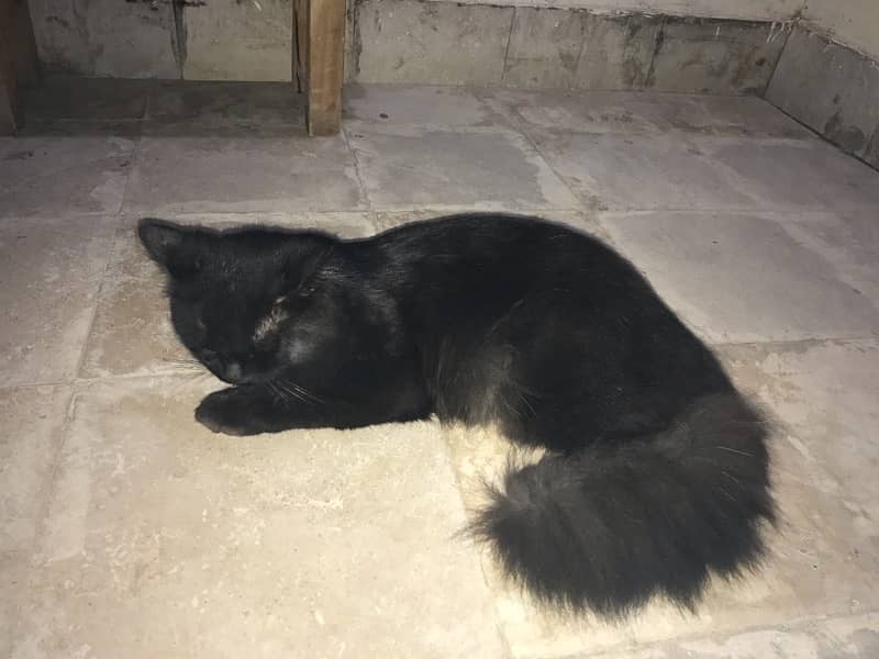 full size Persian male cat for sell urgently 1