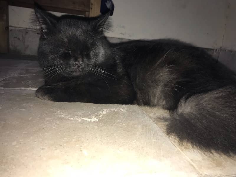 full size Persian male cat for sell urgently 2