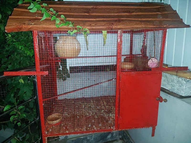 Cage parrots 0