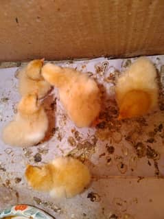 golden buff male,desi,golden buff chicks