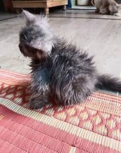 Beautiful persian female kitten for sale 0