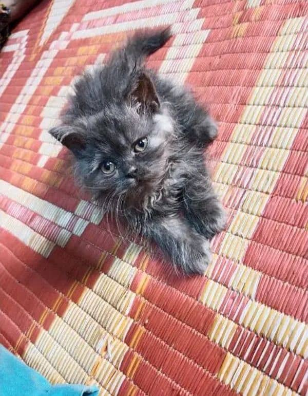 Beautiful persian female kitten for sale 1