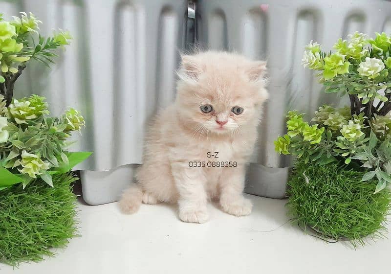 Persian Kitten 1