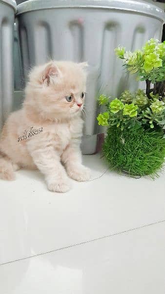 Persian Kitten 4