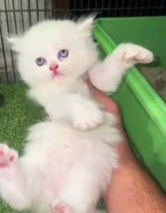 My Whatsapp 03040130748 pairsan kitten for sale