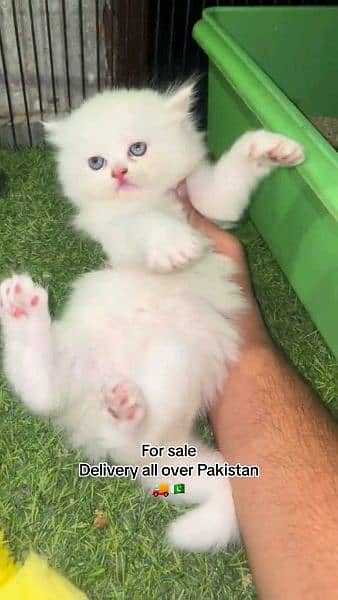 My Whatsapp 03040130748 pairsan kitten for sale 1