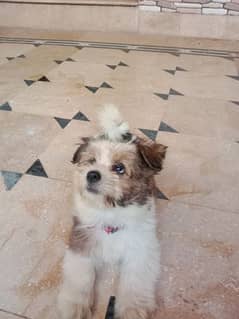 shihtzu female puppy