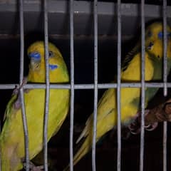 budgie Australian parrots