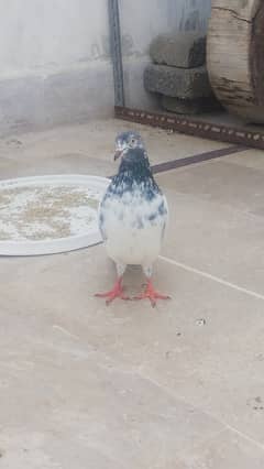 High flyer pigeon kabli kabootar kasuri teddy golden kamaggar