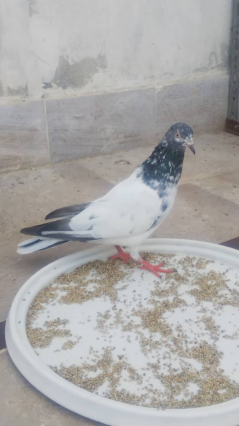 High flyer pigeon kabli kabootar kasuri teddy golden kamaggar 1