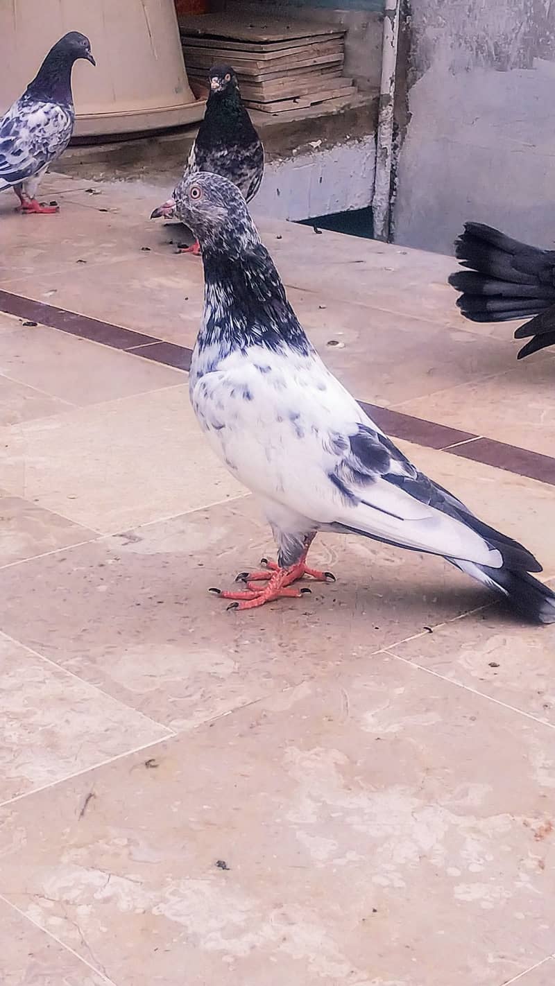 High flyer pigeon kabli kabootar kasuri teddy golden kamaggar 2